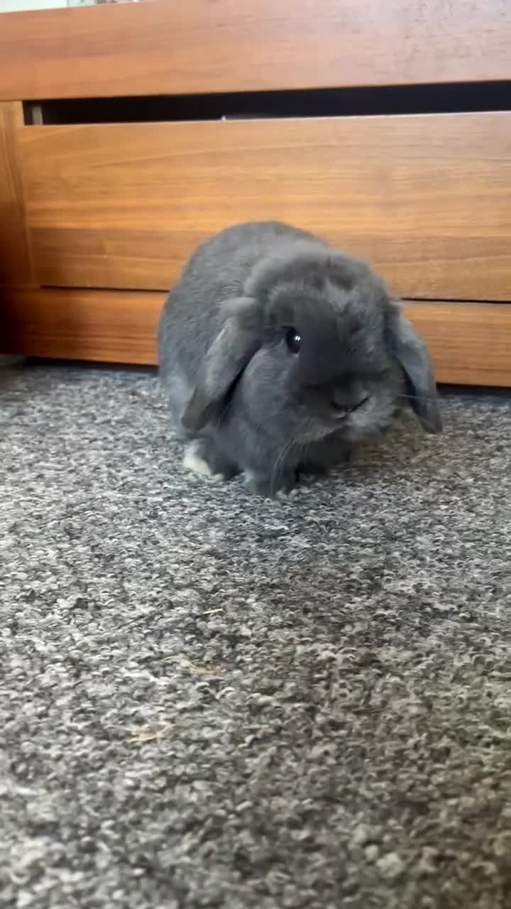 Mini Lop rabbits for sale: SOLD 6 months old blue mini lop - Video 1
