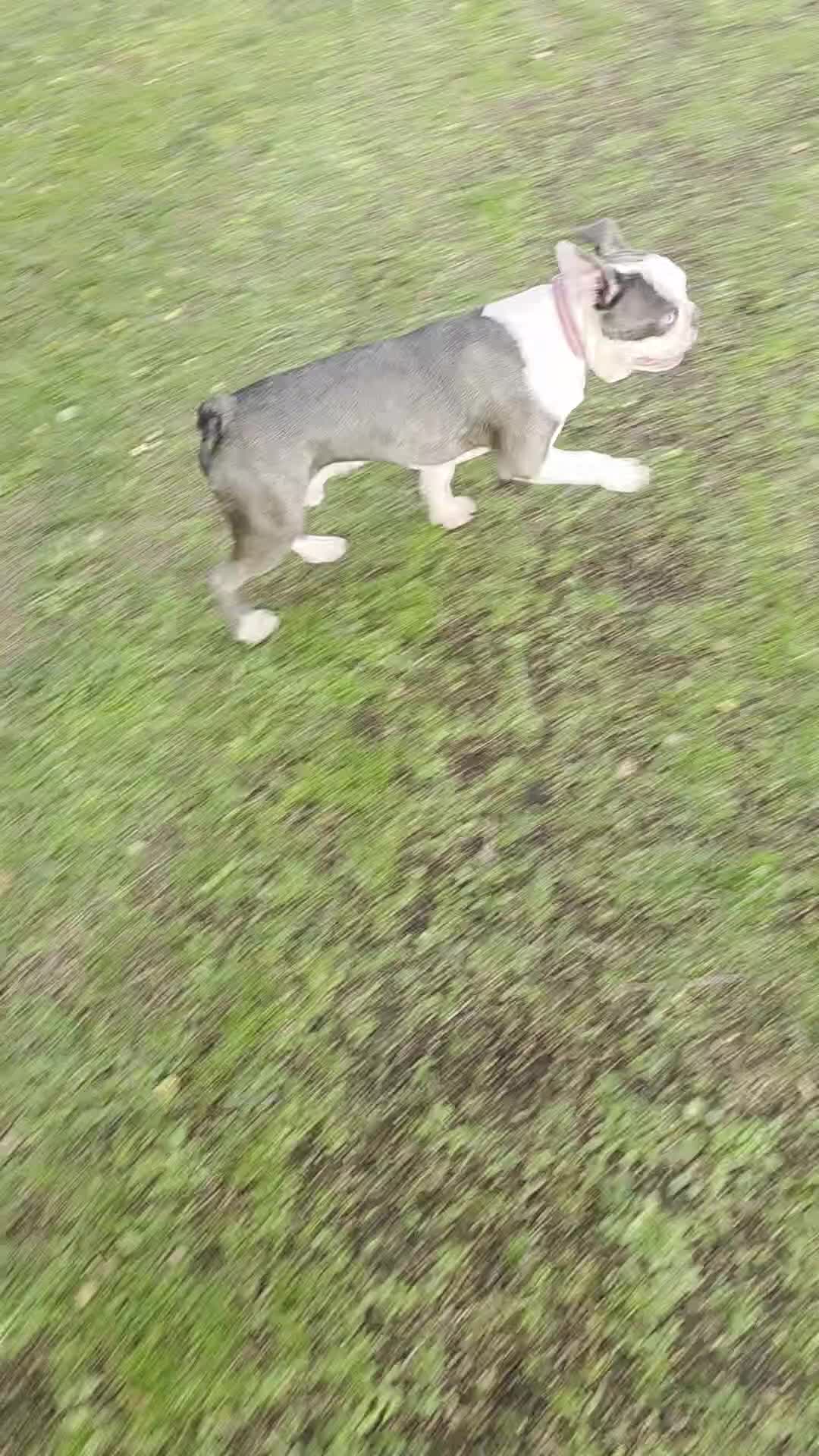 Boston Terrier dogs for stud: Kc registered blue white boy - Video 1