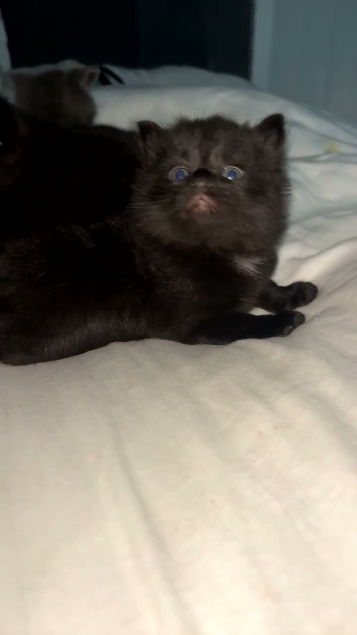 British Shorthair cats for sale: Beautiful kittens for sale  - Video 1
