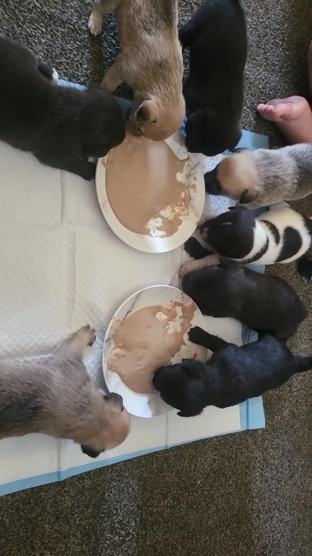 Mixed Breed dogs for sale: 🐾 Adorable Jackaranian Puppies  🐾 - Video 5