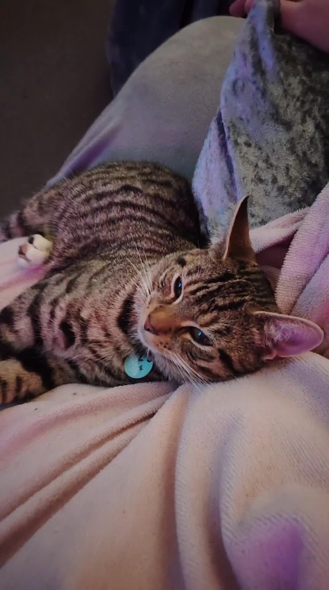 Mixed Breed cats for sale: Noah and Tigs 2 male cats mixed breed moggys - Video 2