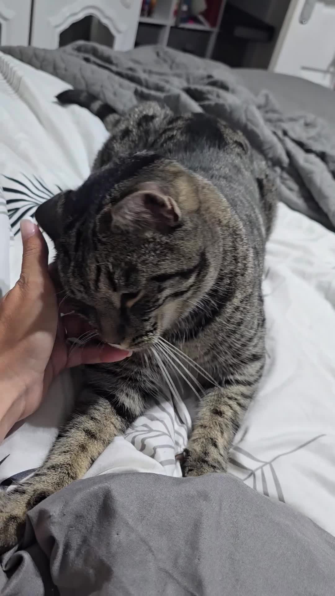 British Shorthair cats for sale: Re-home male cat - Video 1