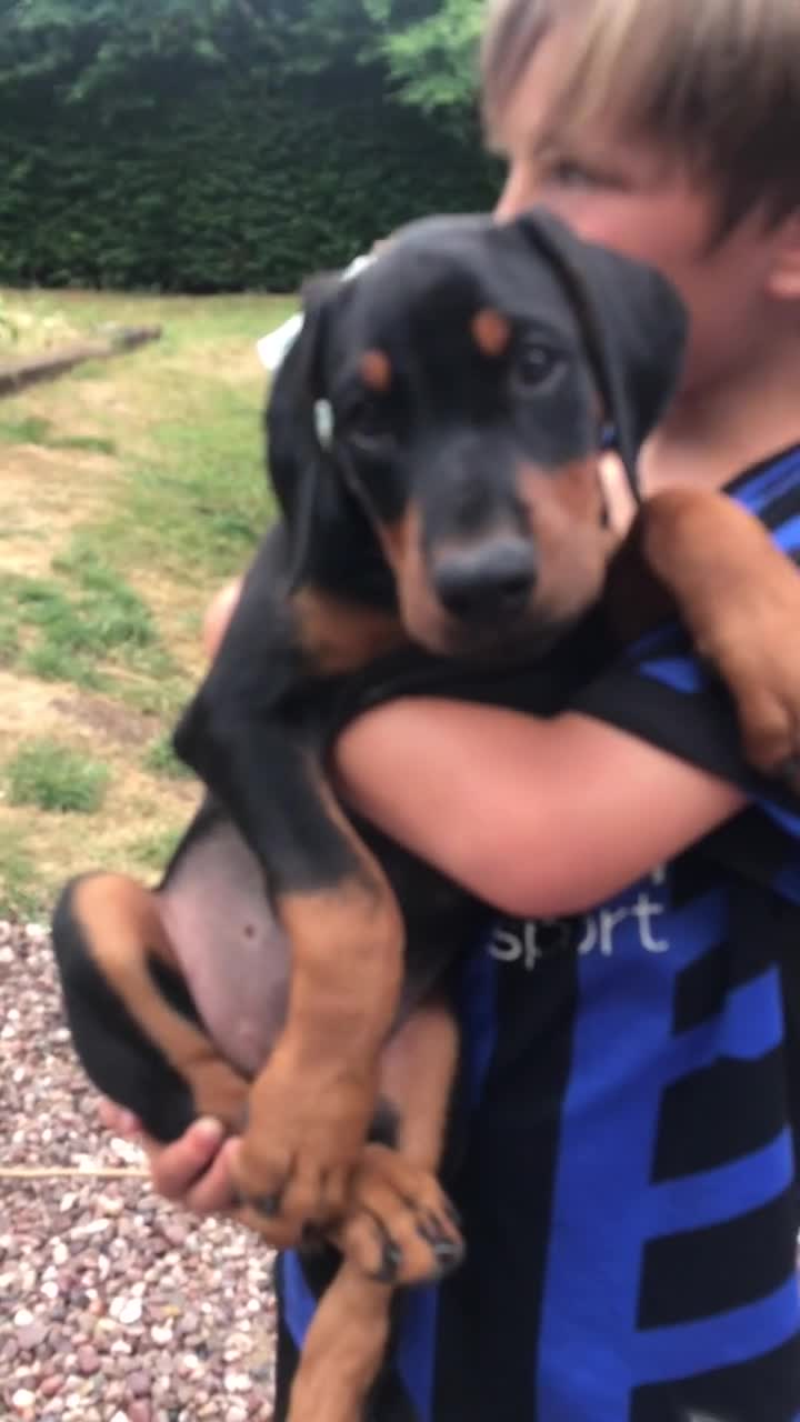 Dobermann dogs for sale: Mr Blue- A truly Free Range Doberman - Video 1