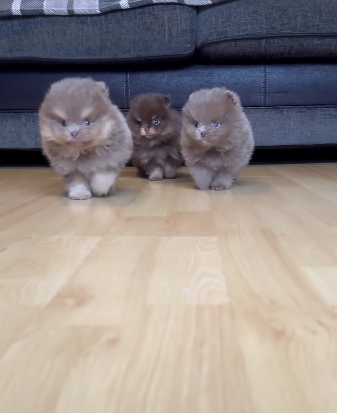 Pomeranian dogs for sale: KC registered Pomeranian Puppies - Video 1