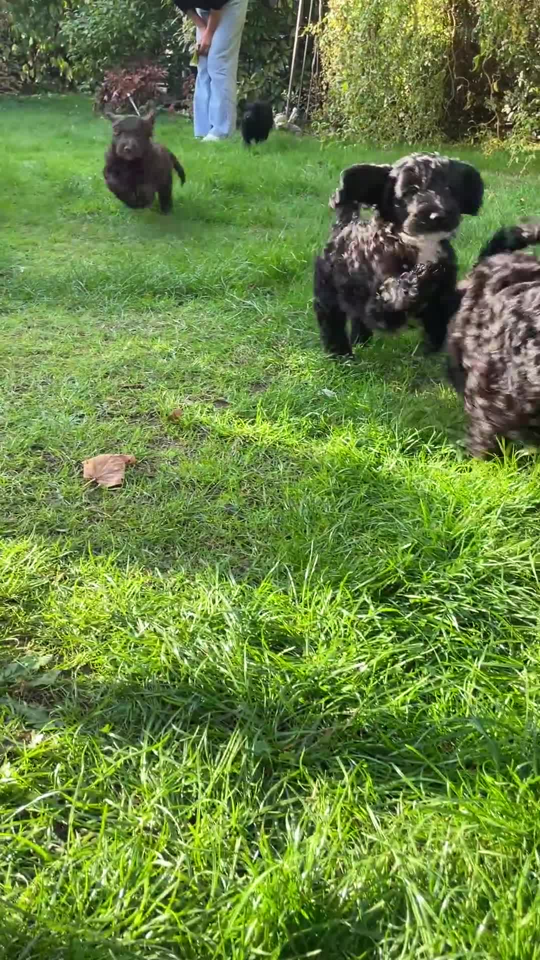 Mixed Breed dogs for sale: I beautiful lady left - Video 1