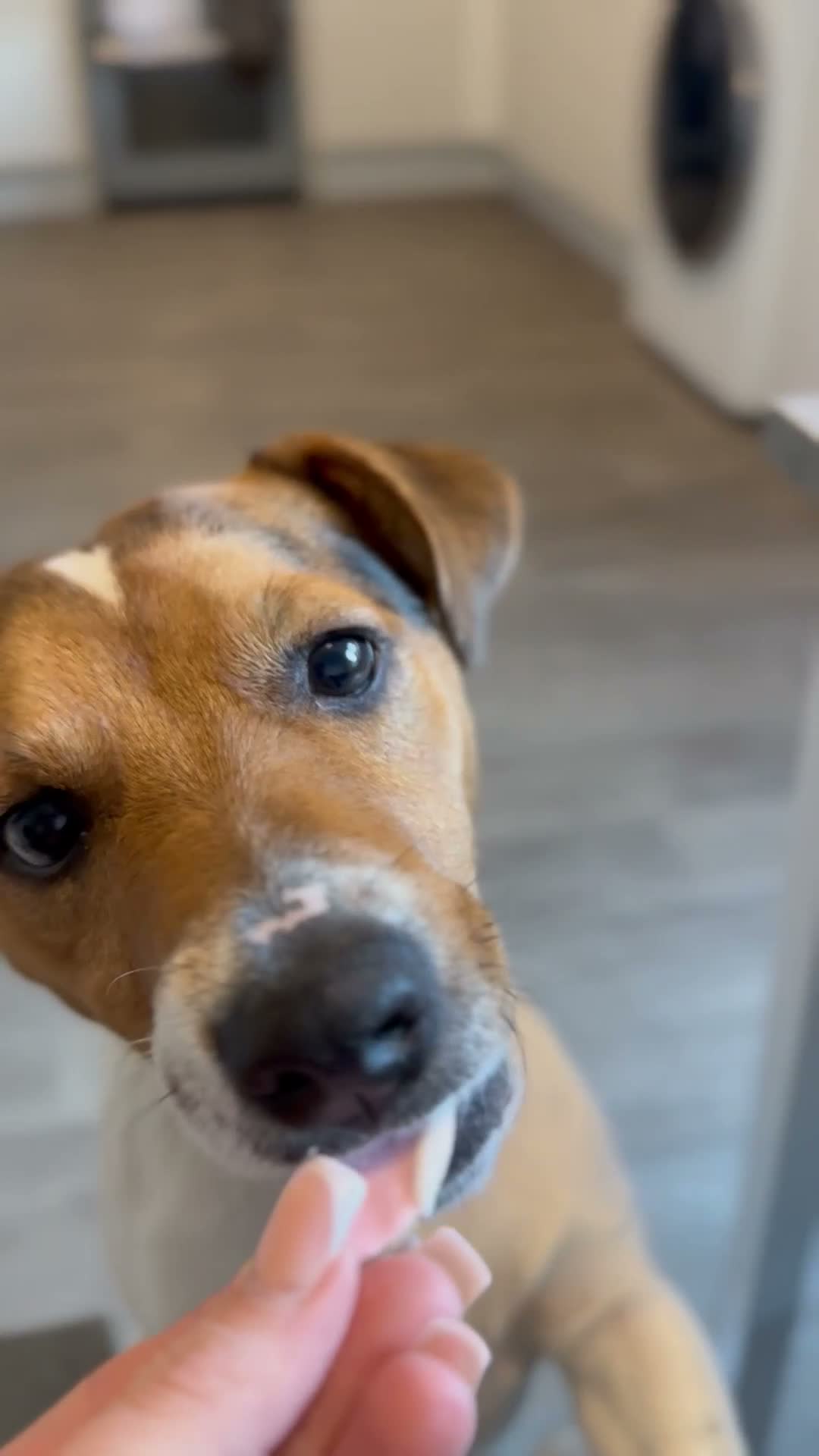 Jack Russell dogs for stud: Jack russell Stud in Salisbury - Video 1