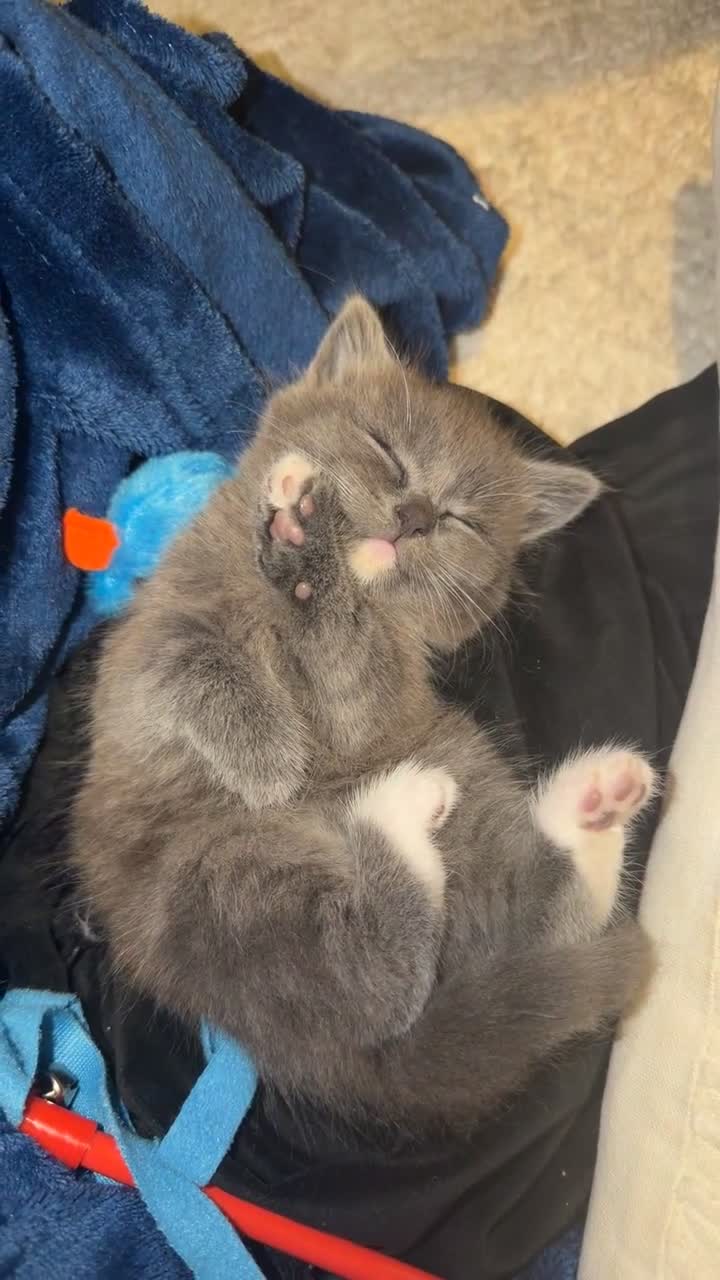 Ragdoll cats for sale: Male gray kitten  - Video 1