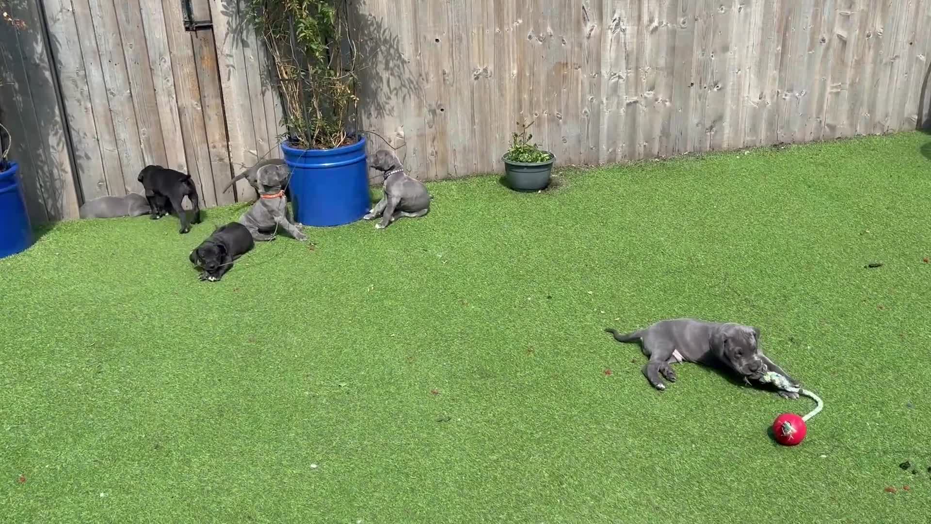 Great Dane dogs for sale: Ready to go! Pedigree blue & black Great Dane Pups - Video 1