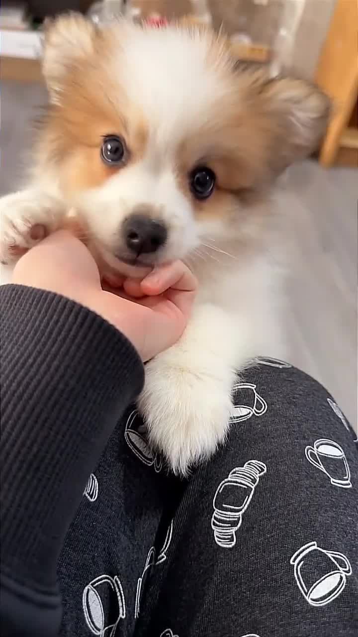 Pomeranian dogs for sale: 3 month puppy - Video 3