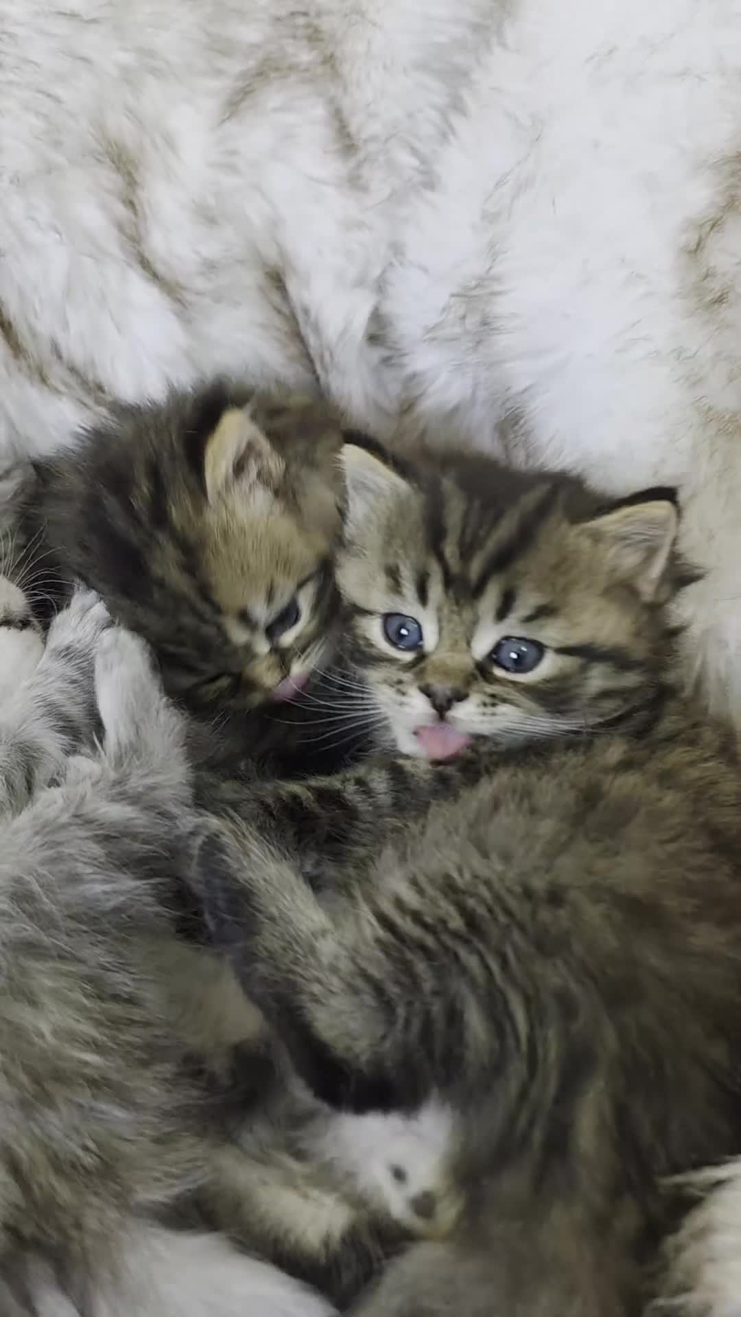 Persian cats for sale: Persian kittens  in Worksop - Video 1