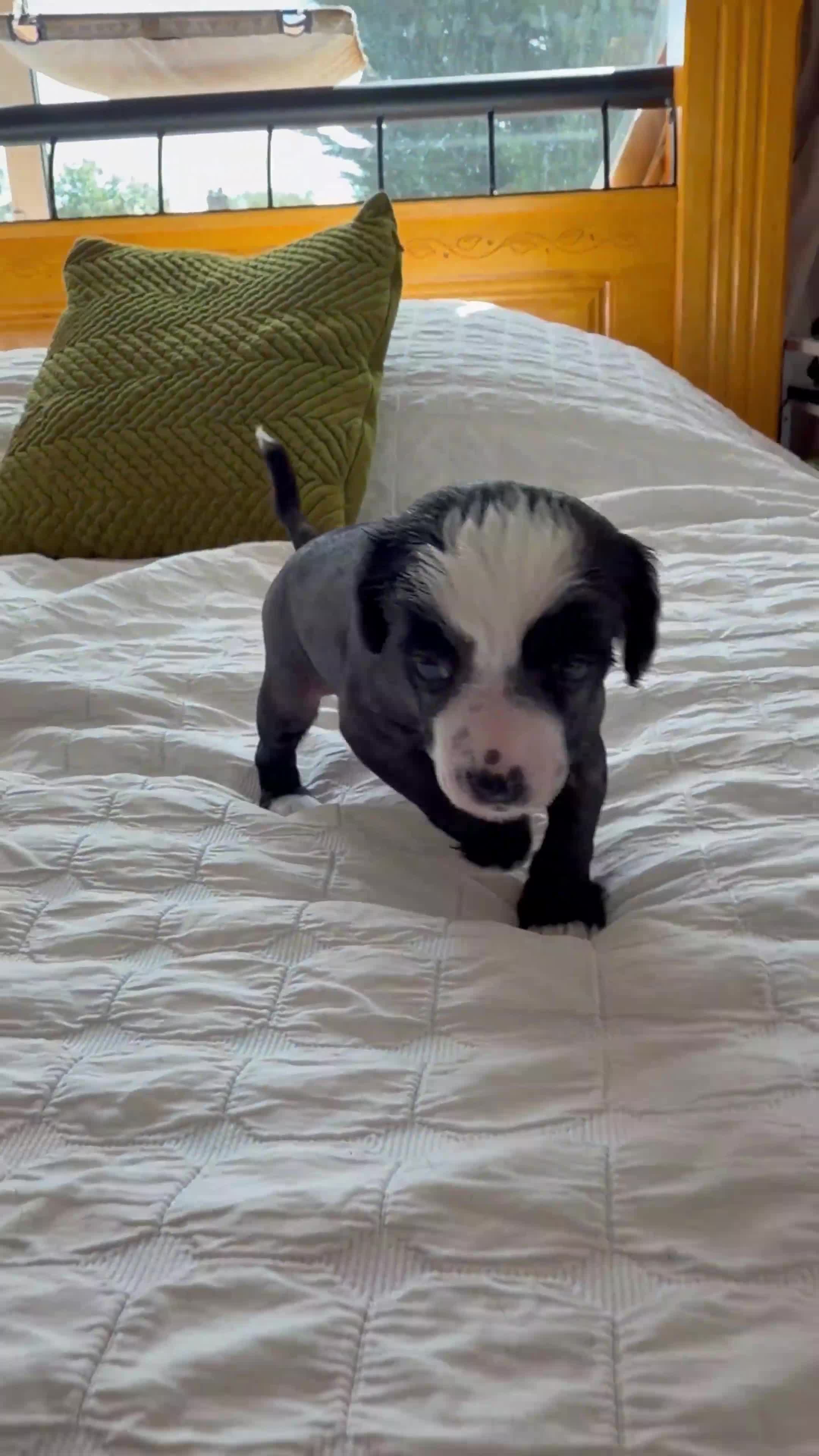 Chinese Crested dogs for sale: Pure breed Chinese Crested  - Video 2