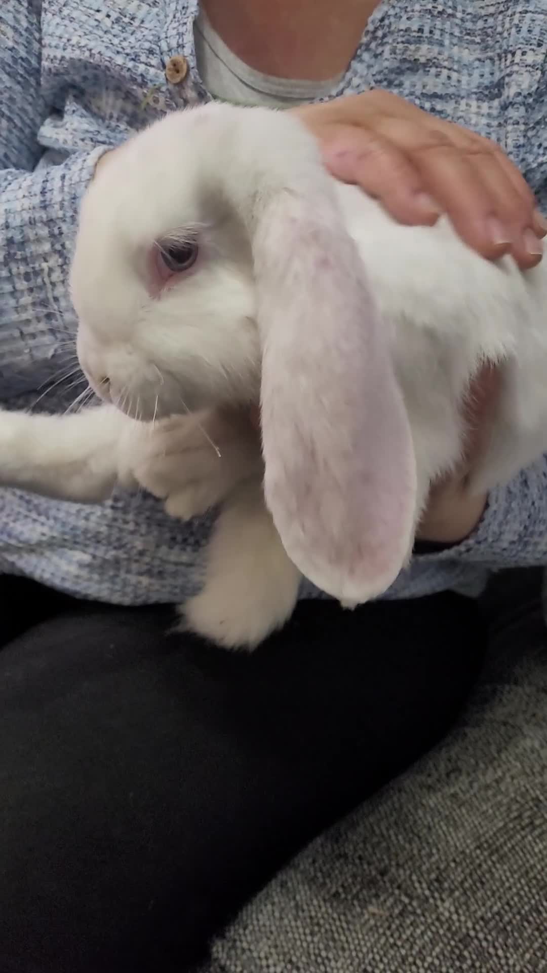 French Lop rabbits for sale: Pure Bred French Lop babies vaccinated with Yurvac - Video 1