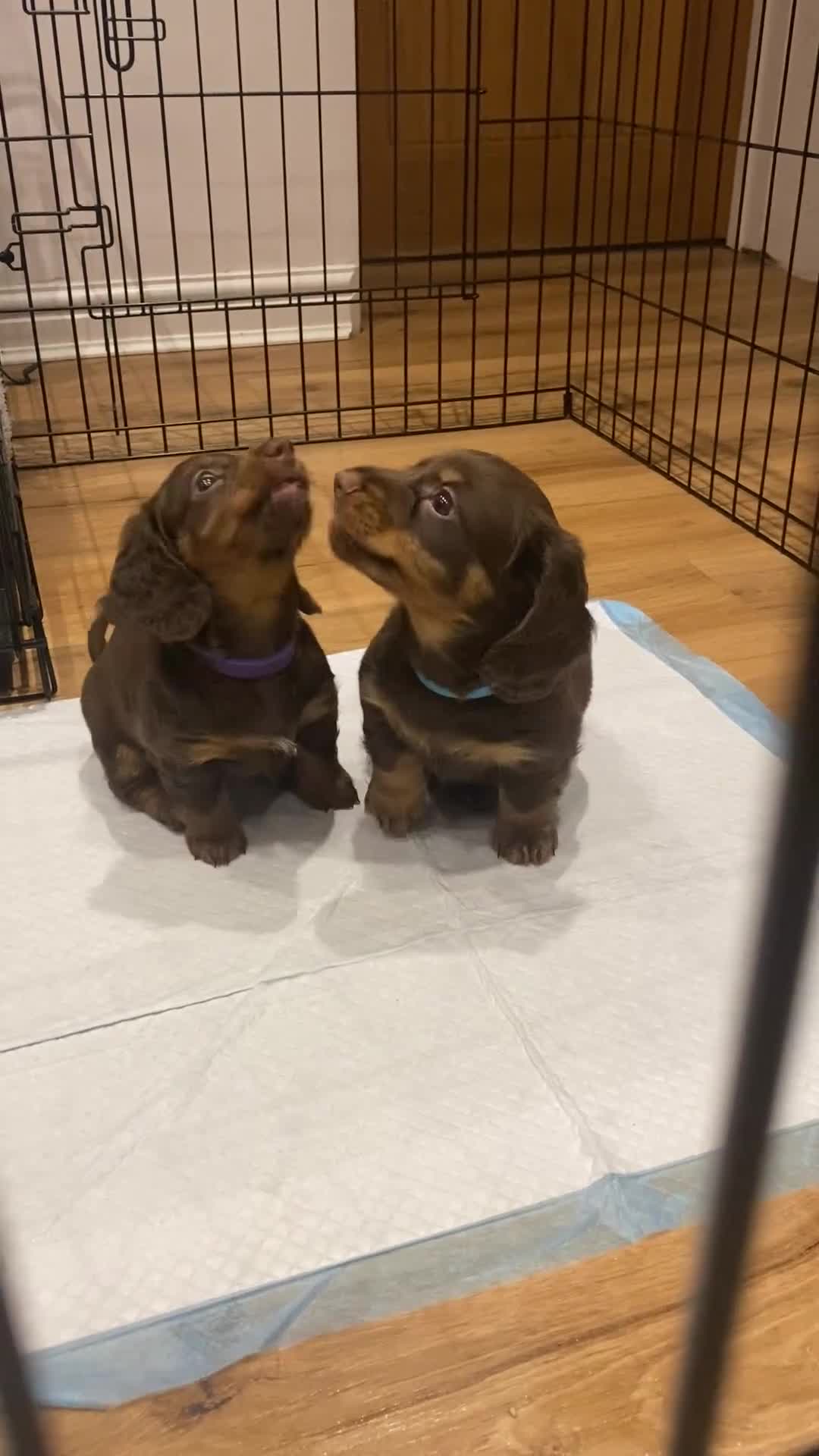 Dachshund dogs for sale: 4 long haired miniature dachshunds. - Video 1