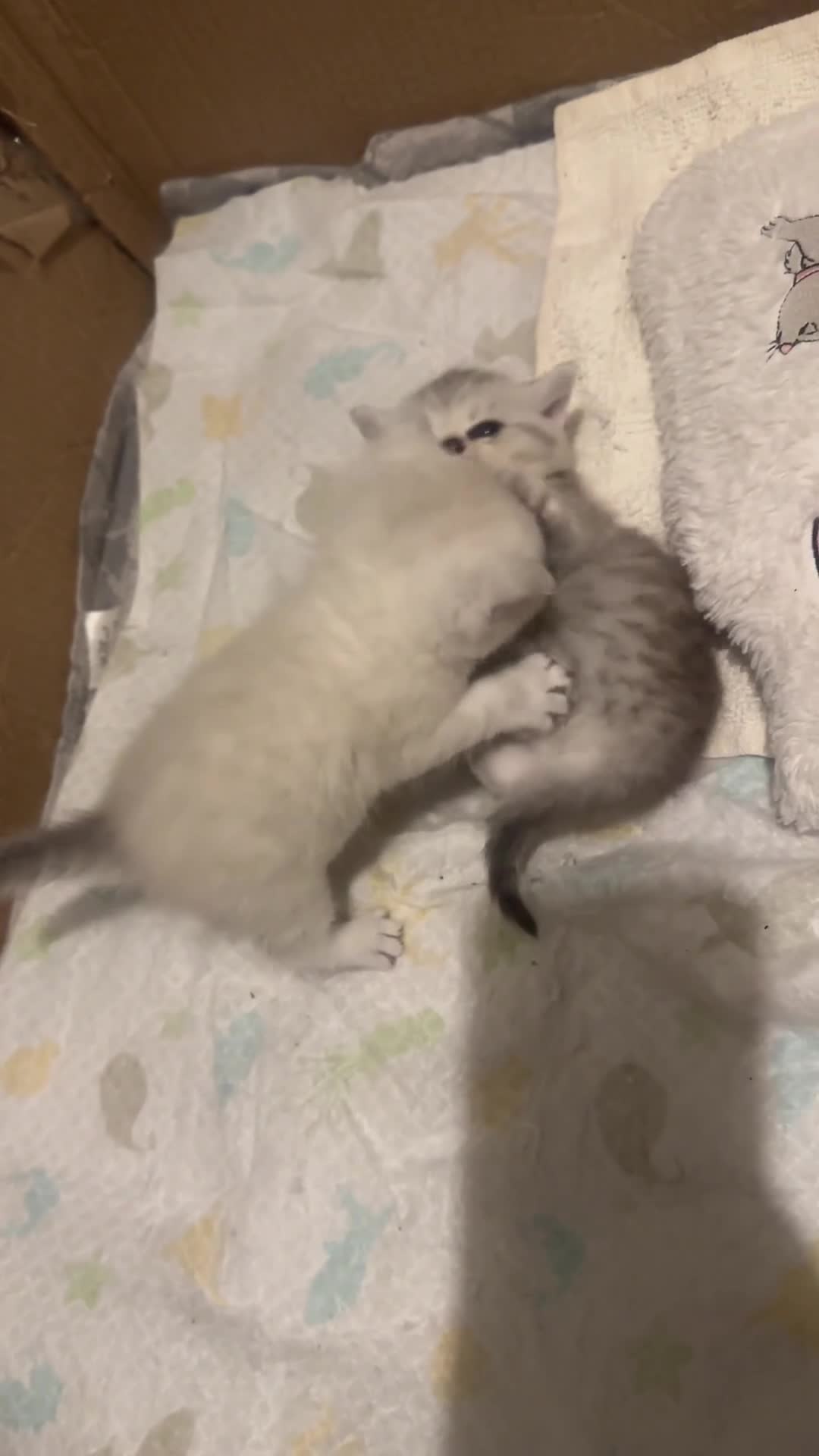 Scottish Fold cats for sale: Sweet & Playful Kittens Looking for Forever Homes in Enfield - Video 1