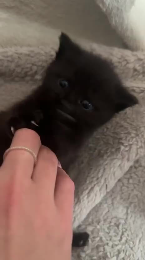 British Shorthair cats for sale: British short hair half breed .  - Video 1