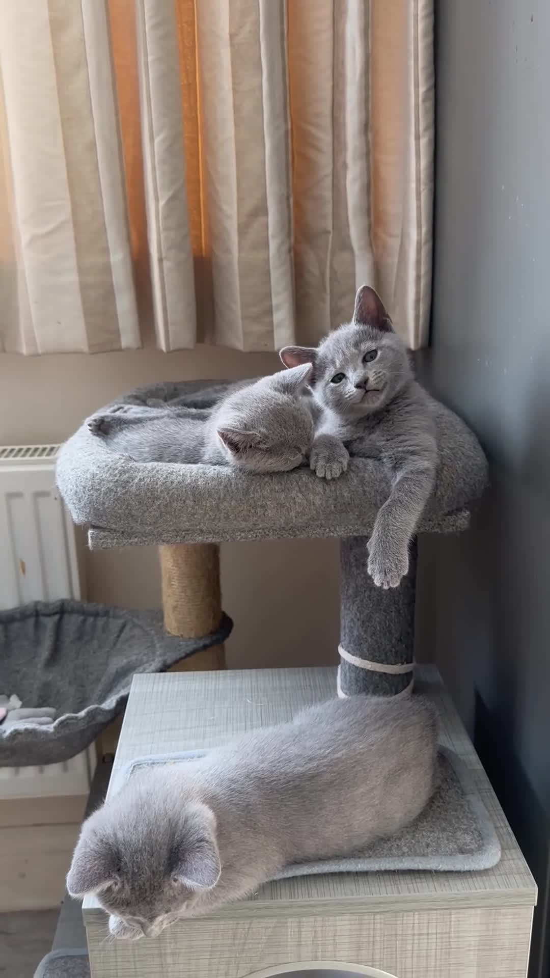 Russian Blue cats for sale: Gorgeous Russian Blue kittens  - Video 1