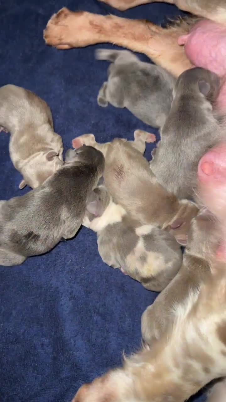French Bulldog dogs for sale: French bulldogs  - Video 2