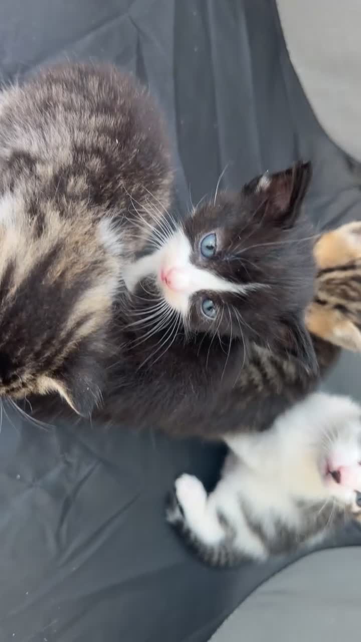 Mixed Breed cats for sale: 5 mixed breed kittens  - Video 1