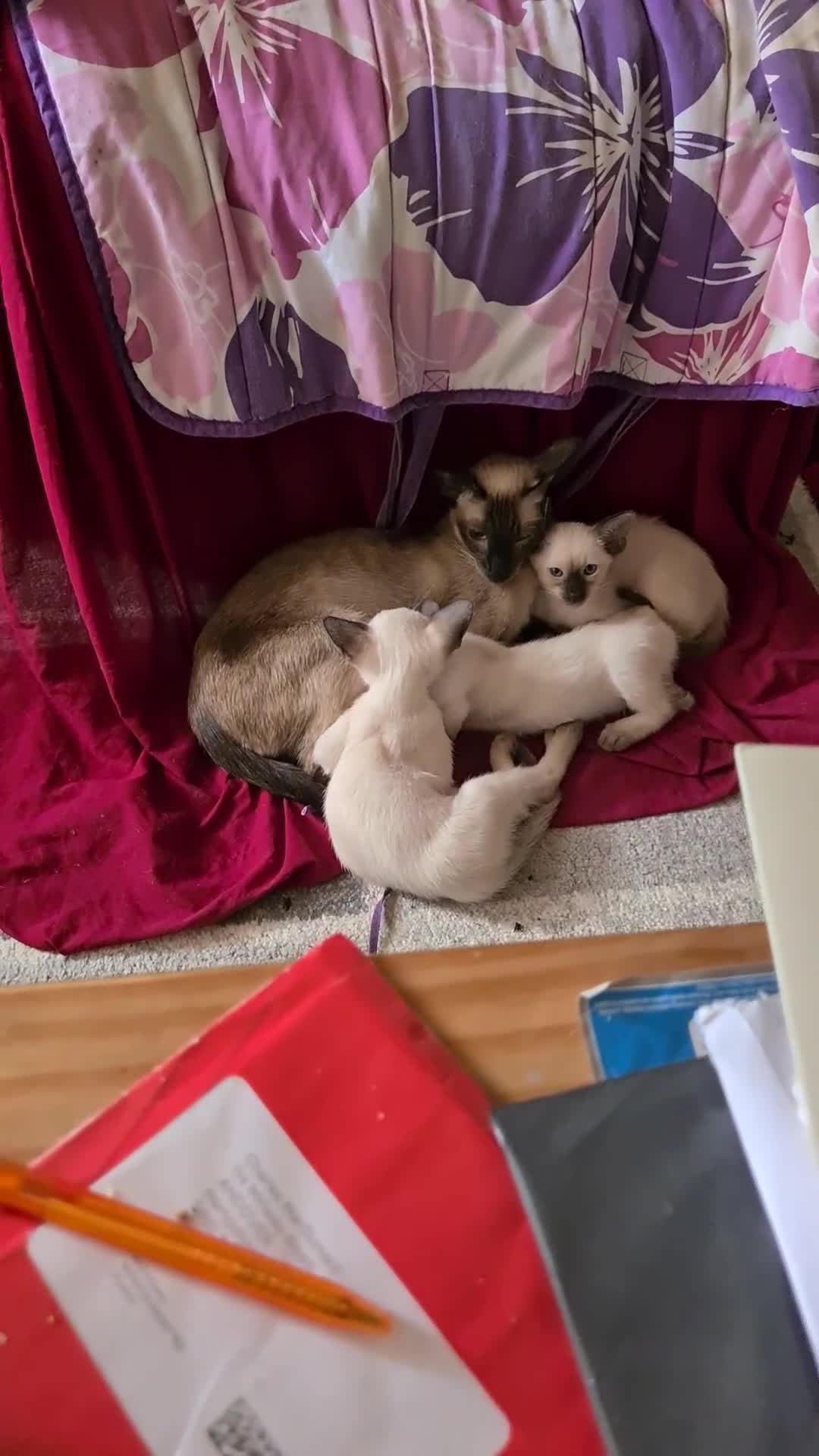 Siamese cats for sale: GCCF Registered Seal Point Boys - Video 2