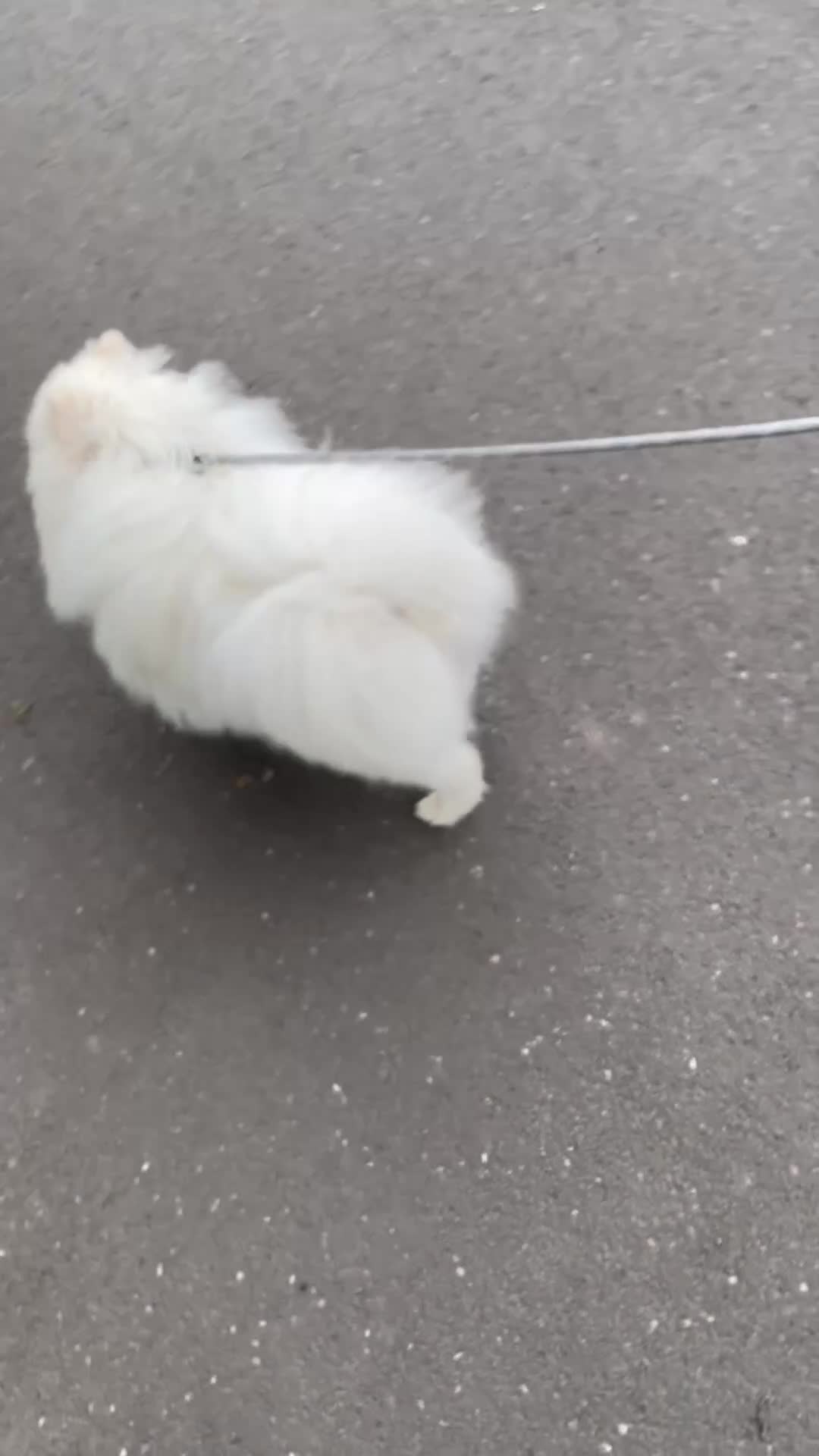 Pomeranian dogs for sale: White KC registered Male - Video 1