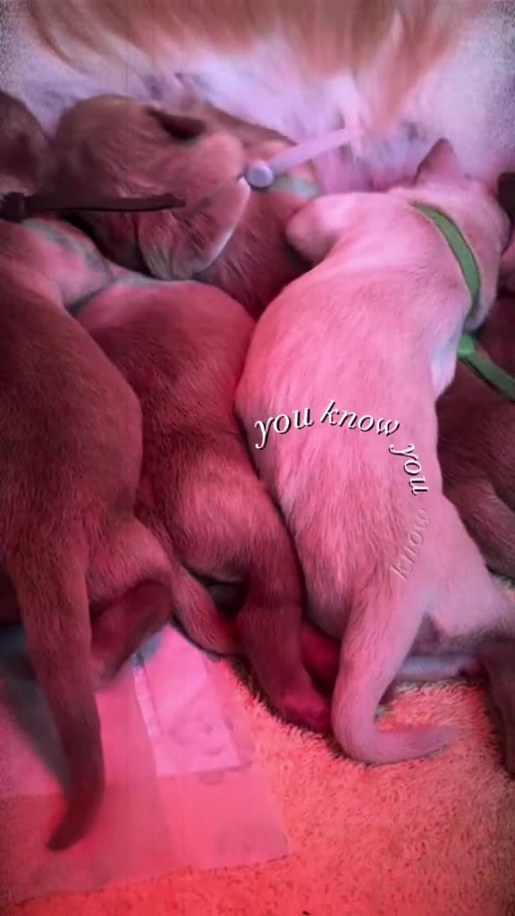 Golden Retriever dogs for sale: Golden Retriever puppies - Video 2