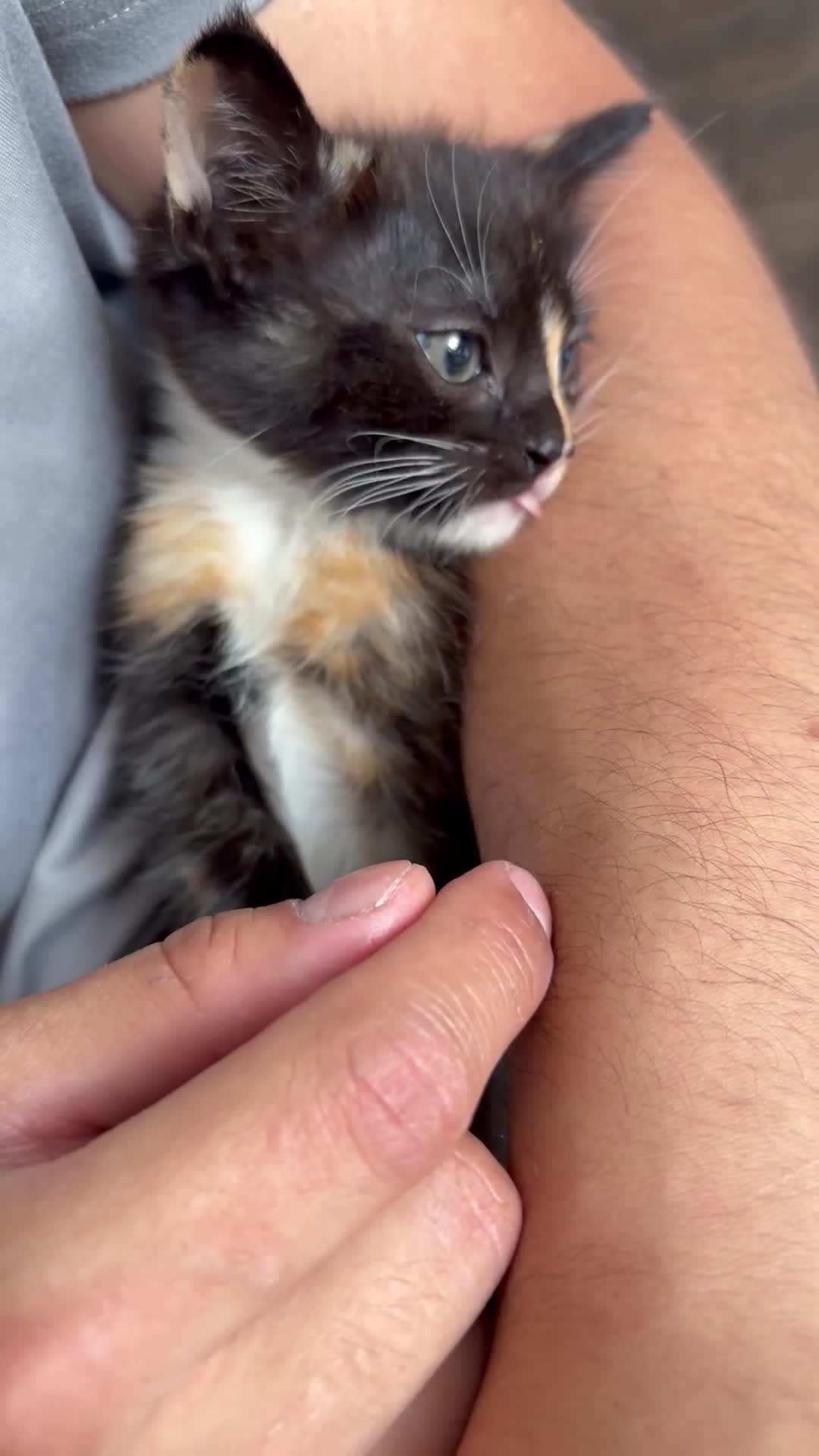 Domestic Shorthair cats for sale: 1 male 2 female kittens ready to go home - Video 4