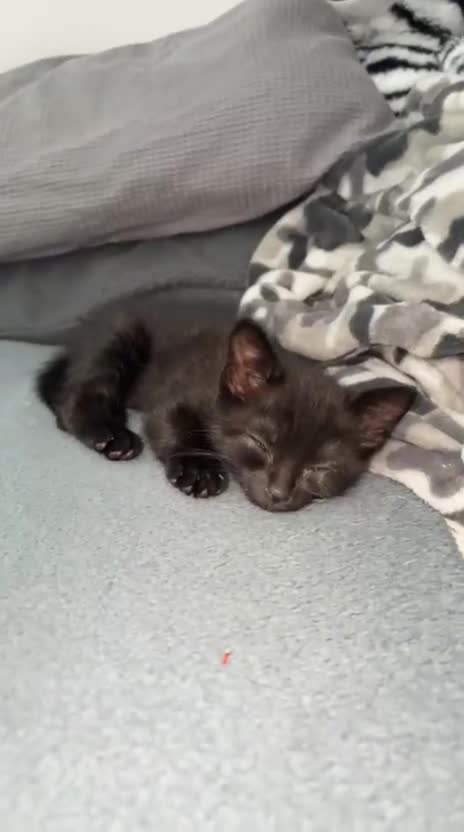 Domestic Shorthair cats for sale: Little boy for rehoming  - Video 1
