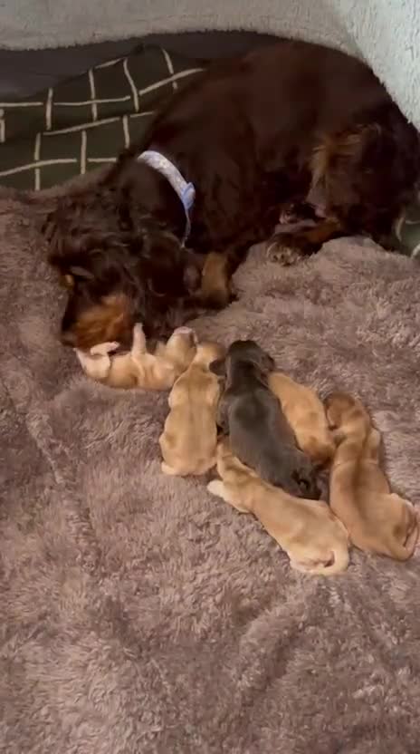 Cocker Spaniel dogs for sale: KC reg show cocker spaniels  - Video 2