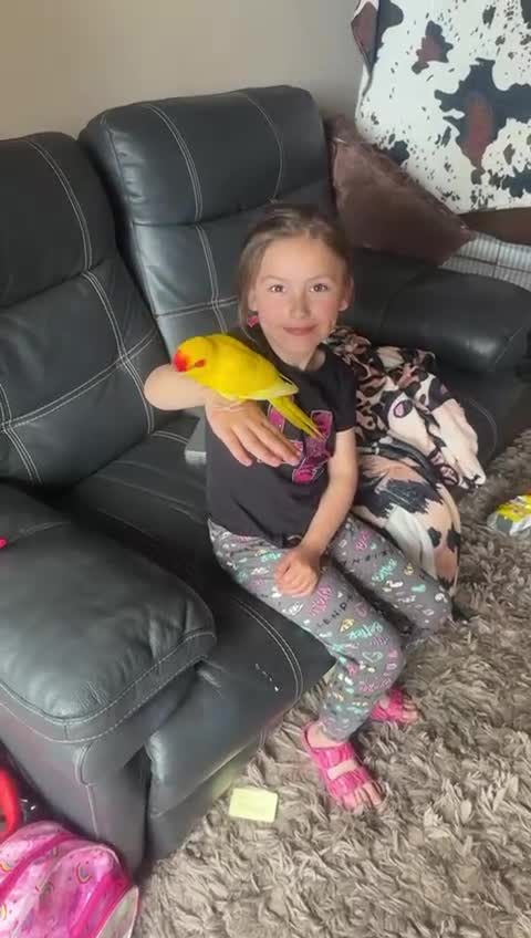 Mixed Breed birds for sale: Handreared Baby Kakariki  - Video 1