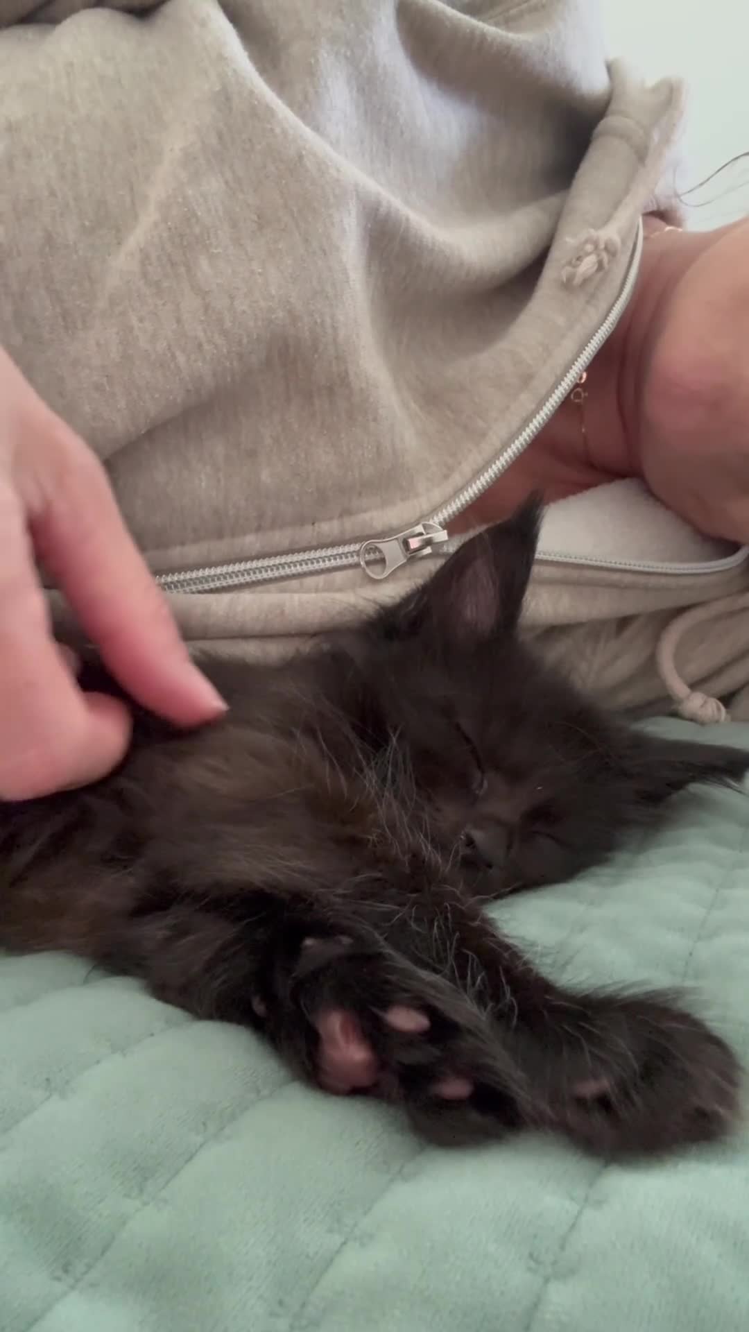 Maine Coon cats for sale: 🐈🐈‍⬛ Russian/European Bloodline Kittens 💕🐱 - Video 2