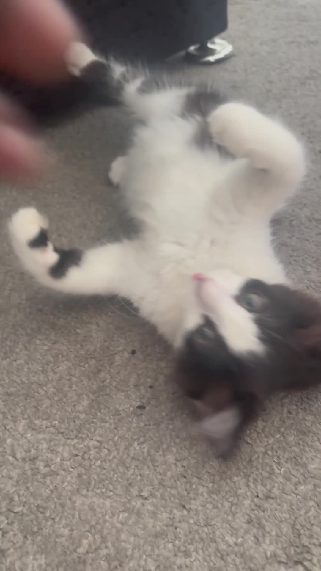 Norwegian Forest Cat cats for sale: Kitten with full set up - Video 1