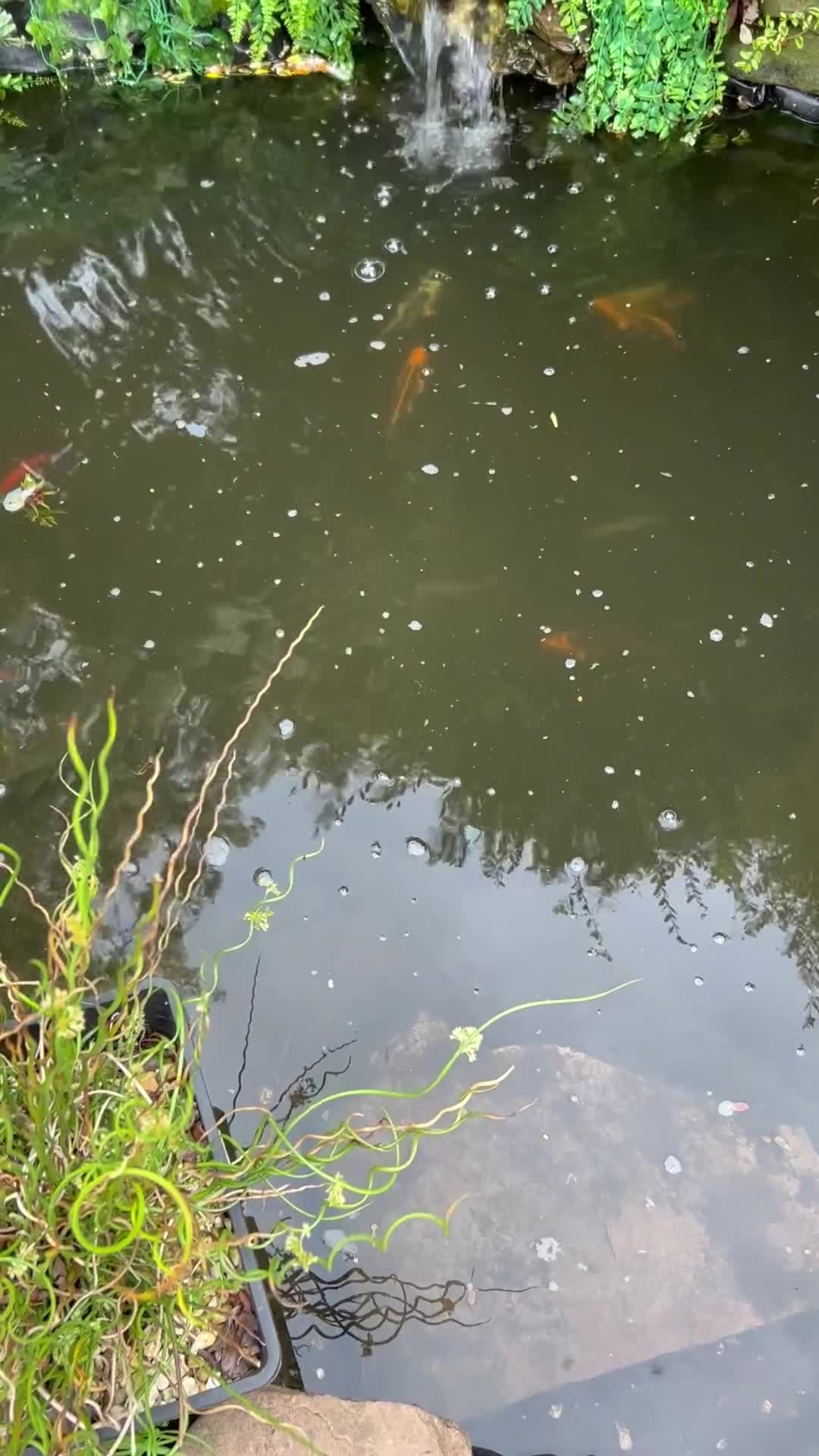 Pond Fish fish for sale: Koi, shubunkin and goldfish  - Video 1