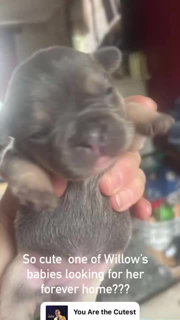 French Bulldog dogs for sale: Chunky French bulldog pups 4 girls  - Video 2