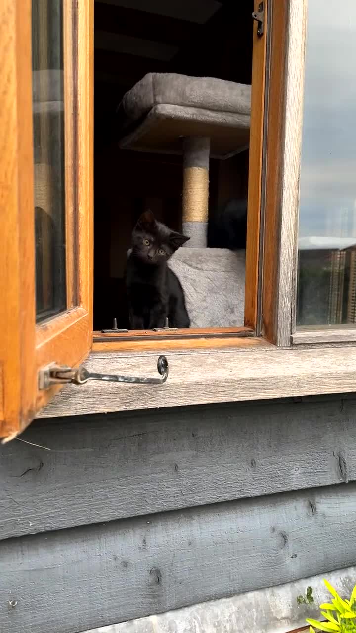 Mixed Breed cats for sale: 2 Sweet Black Kitties - Video 2