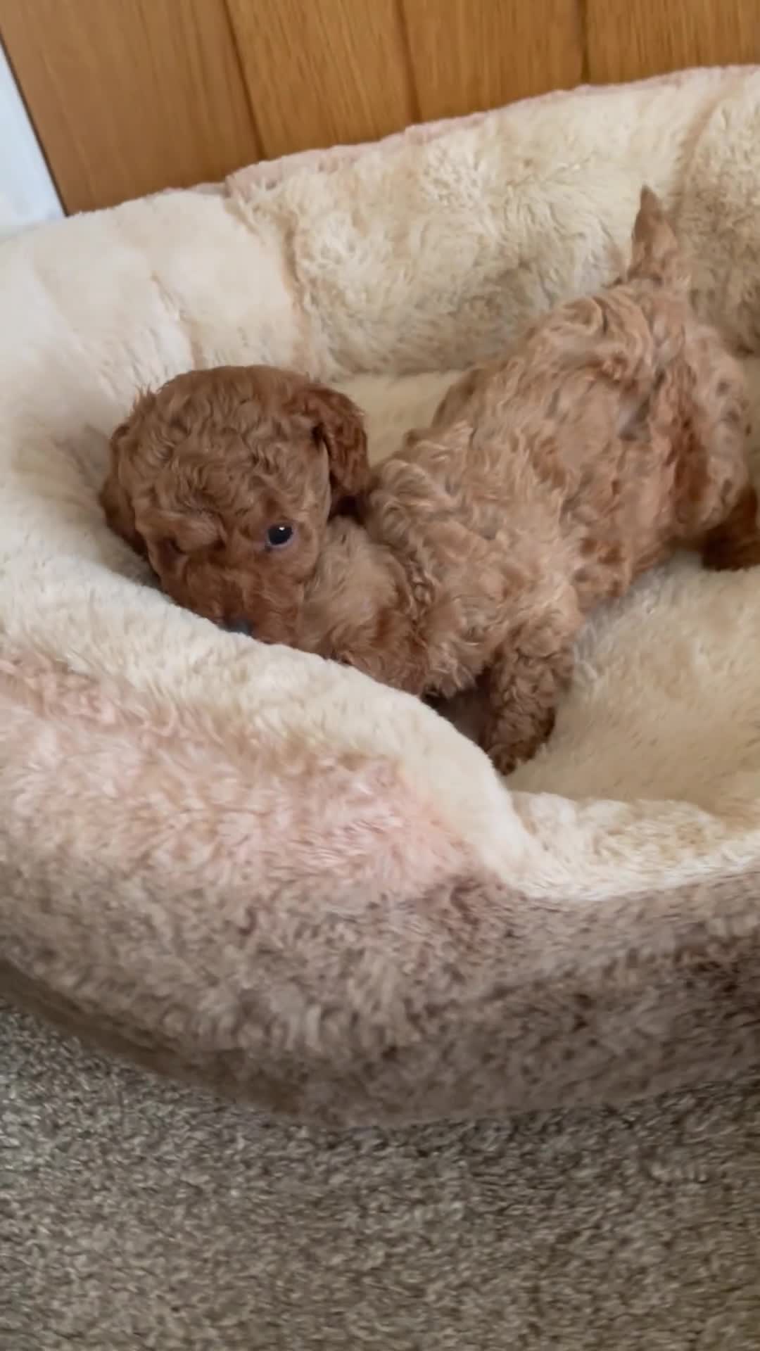 Toy Poodle dogs for sale: Royal Kennel Club Registered Toy Poodles  - Video 1