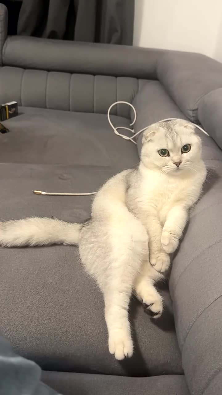 Scottish Fold cats for sale: Scotish Fold in Worthing - Video 1