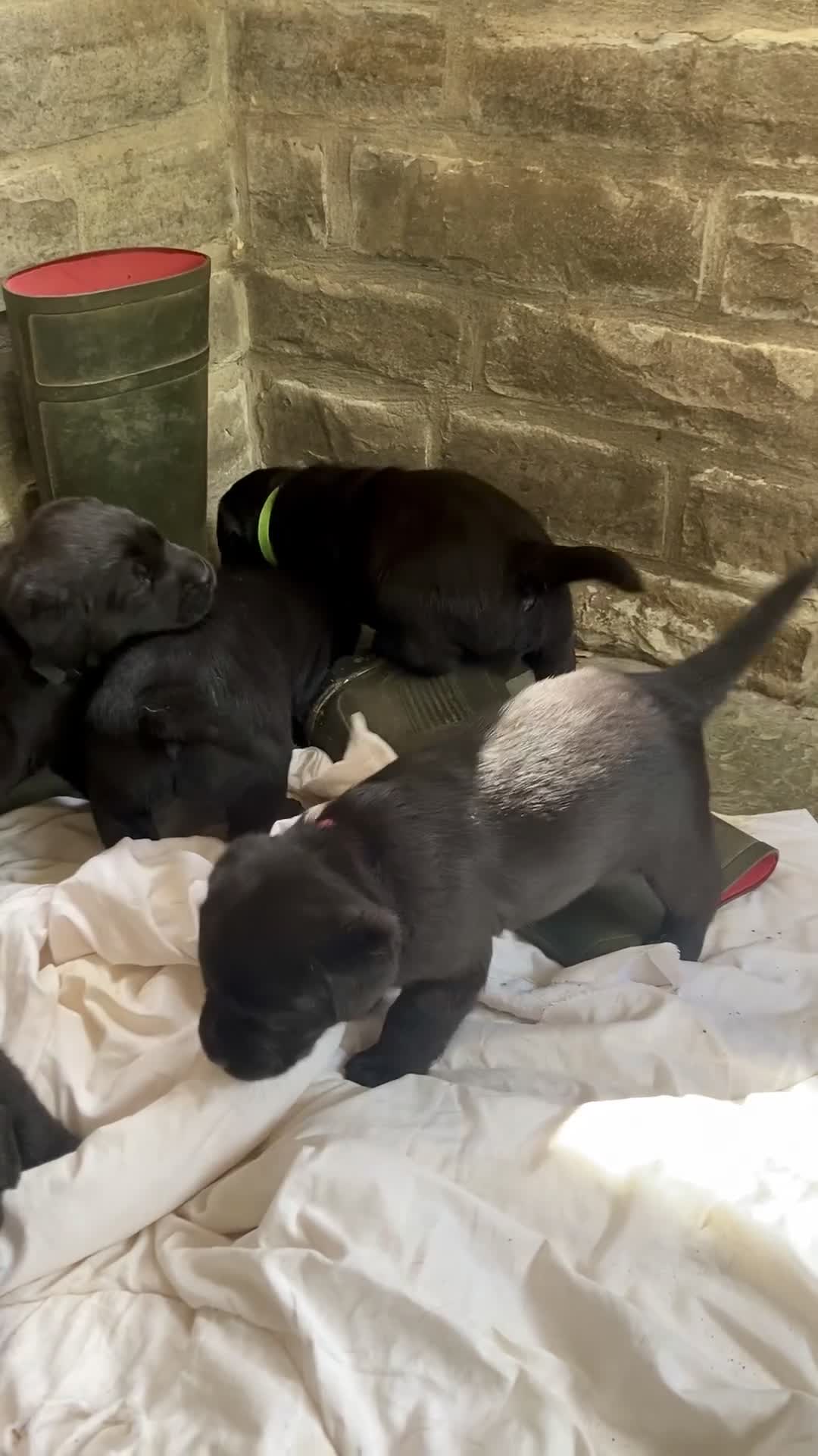 Labrador Retriever dogs for sale: Black Labrador Puppies - Video 1