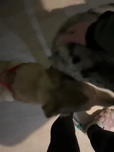 Mixed Breed dogs for adoption: 💙🐶 NICK(8 month) & ❤️🐶 MAILY (1 year)  - Video 2