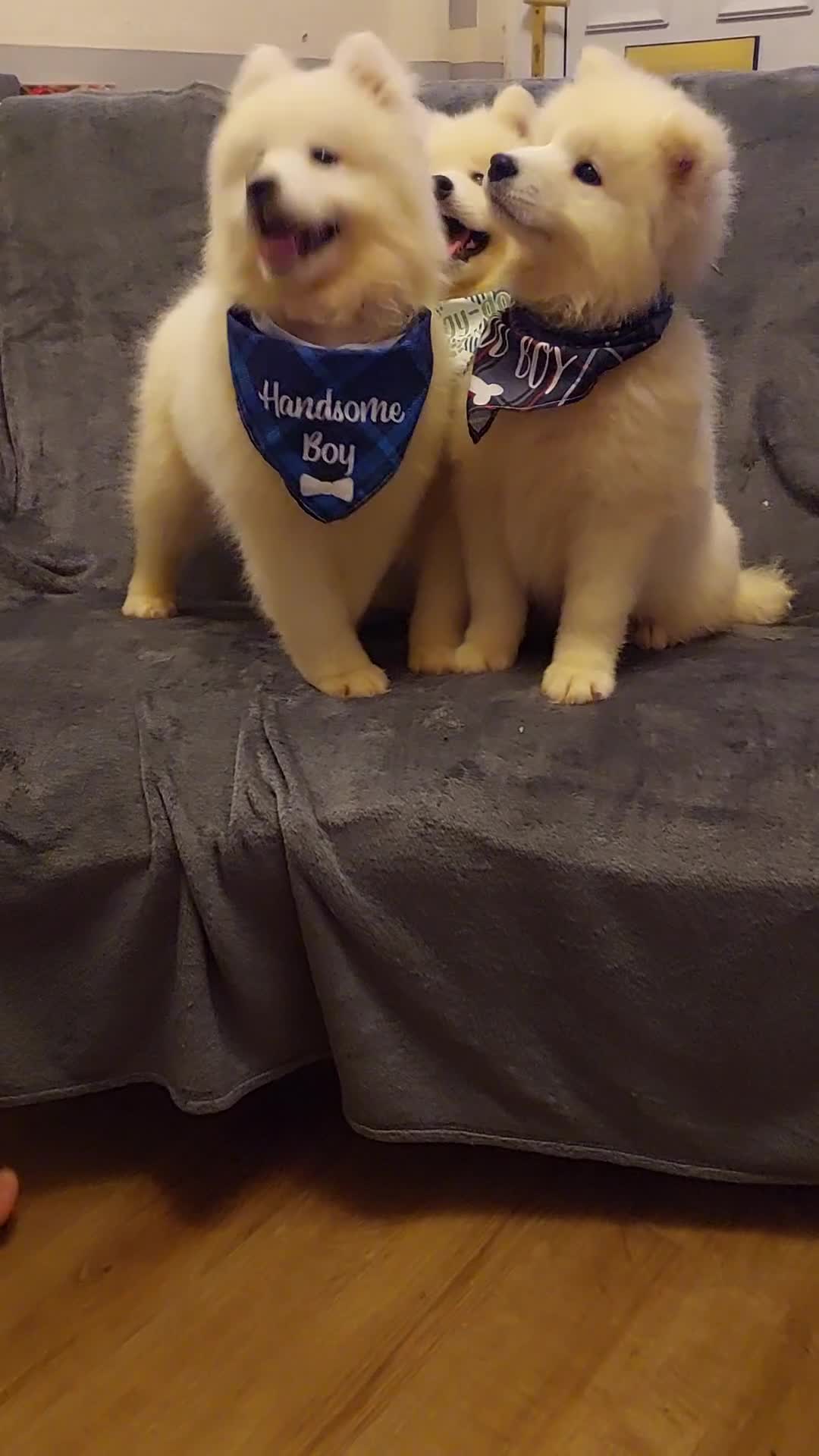 Samoyed dogs for sale: Samoyed puppies looking for the new loving  home - Video 5