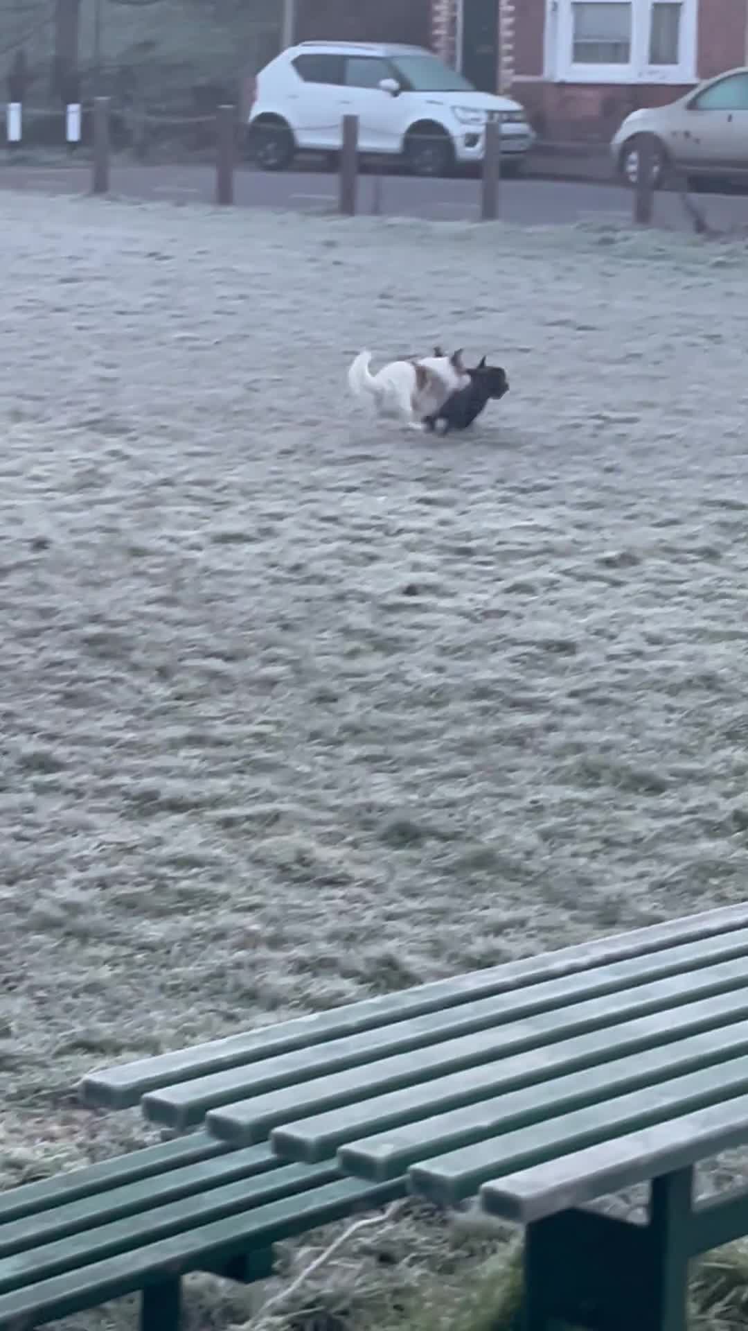 Jack Russell dogs for stud: Robbie for Stud in Exeter - Video 1