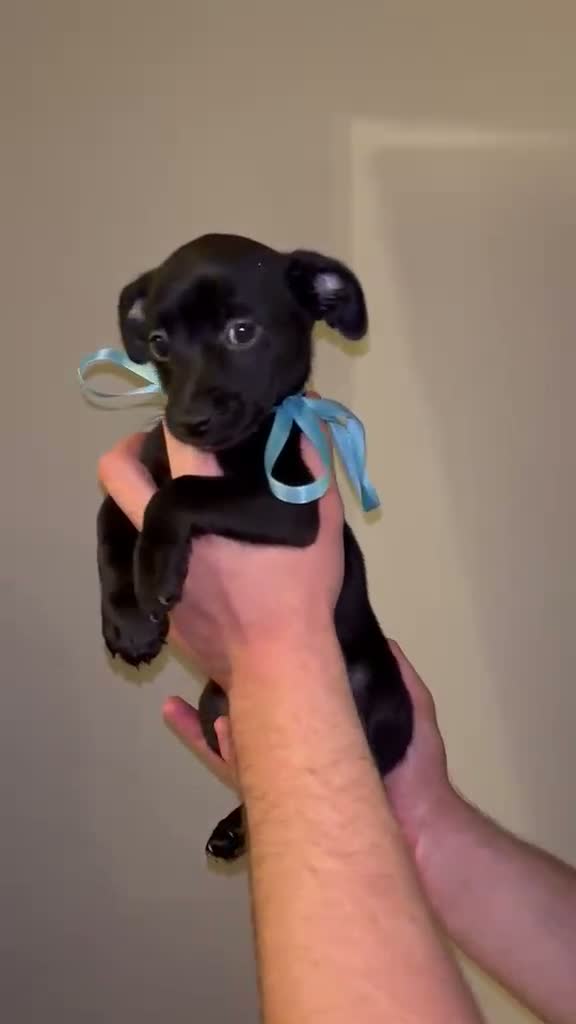 Jackapoo dogs for sale: JACKAPOO PUPS🐾 - Video 3