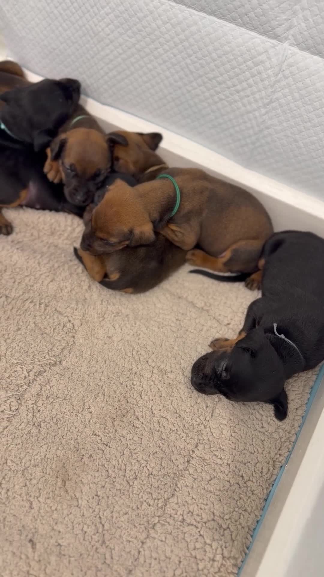 Dobermann dogs for sale: 15 Doberman X Puppies - WORKING | SPORT HOMES!!  - Video 1