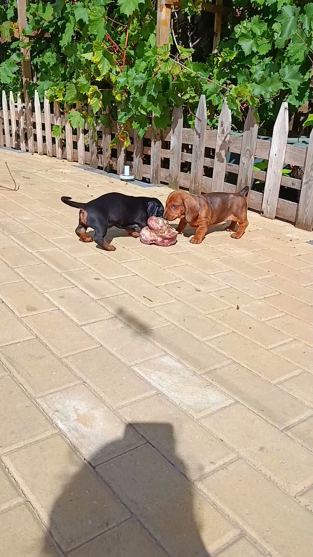 Dachshund dogs for sale: Champion Bloodline Standard Dachshund - Video 2