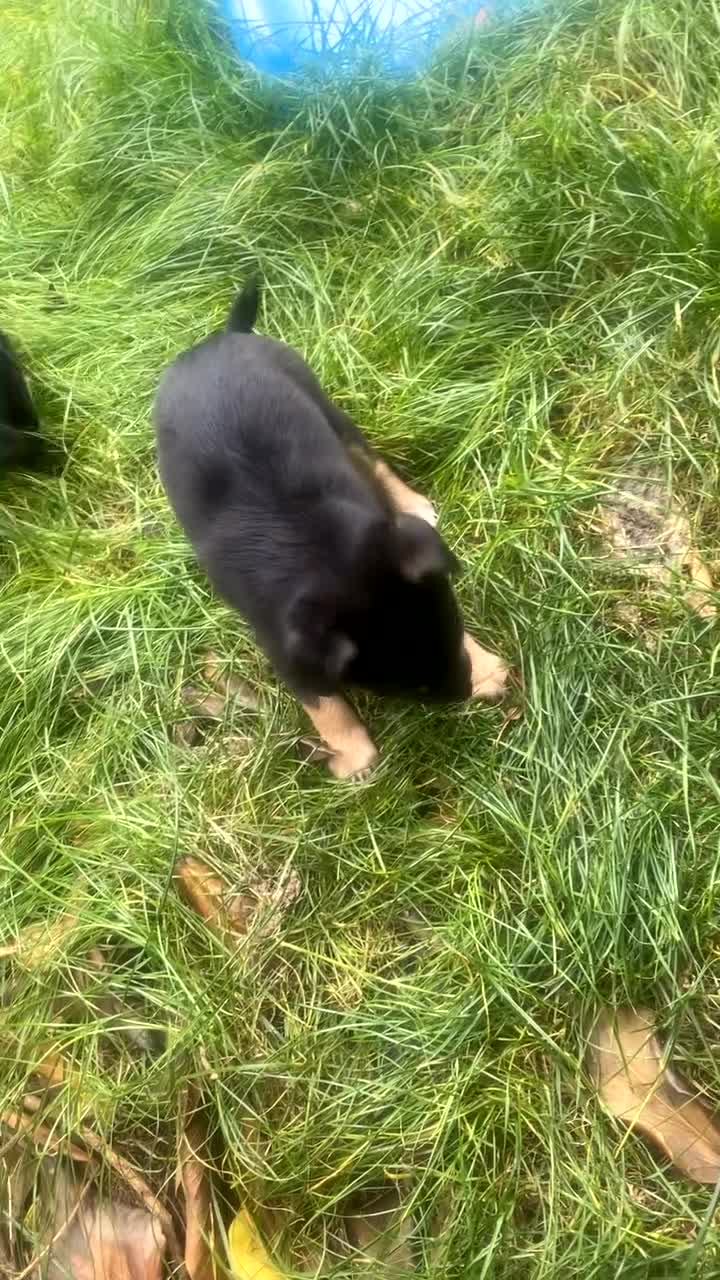 Mixed Breed dogs for sale: Jack Russel x Chow Chow Mix Puppies for Sale  - Video 1