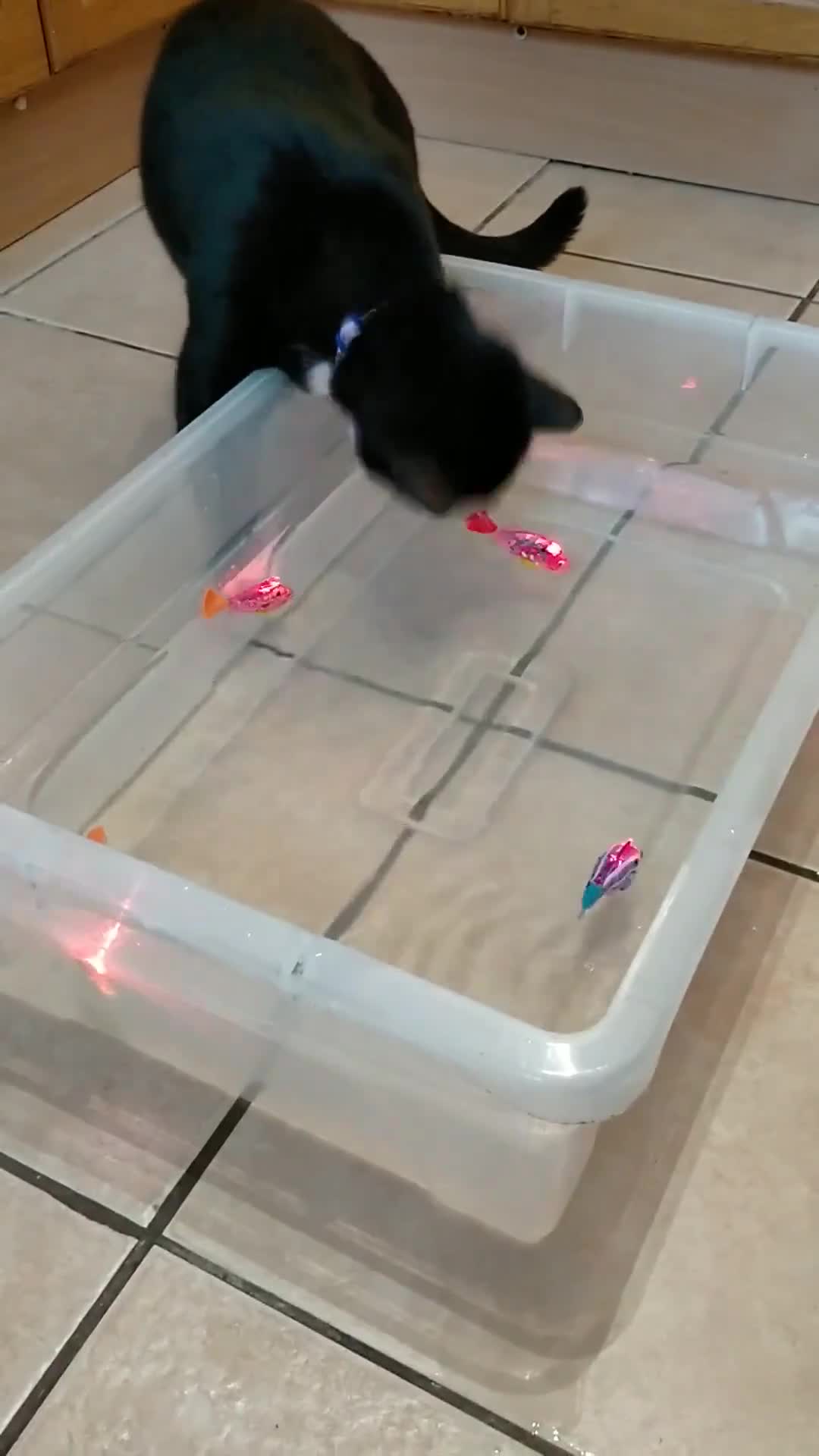 Mixed Breed cats for sale: Cleo - Black and White Cat - Video 1