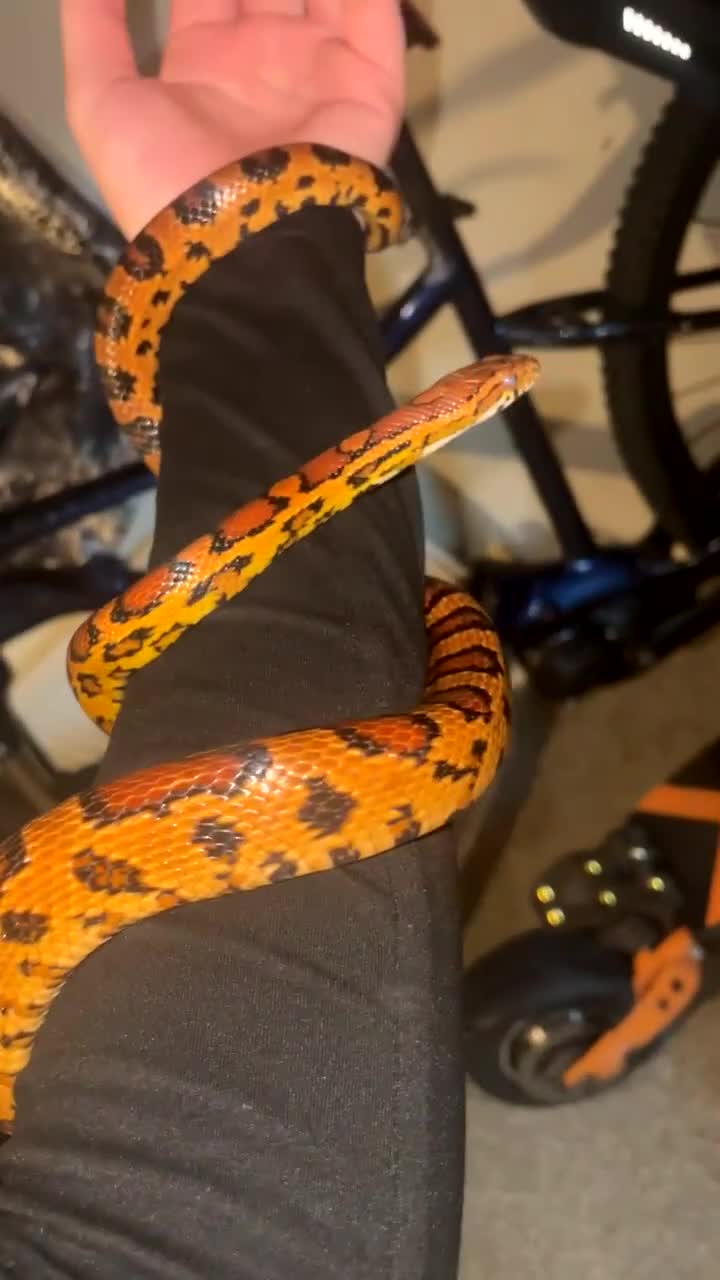 Corn Snake reptiles for sale: Cornsnake & Full Set up. - Video 1