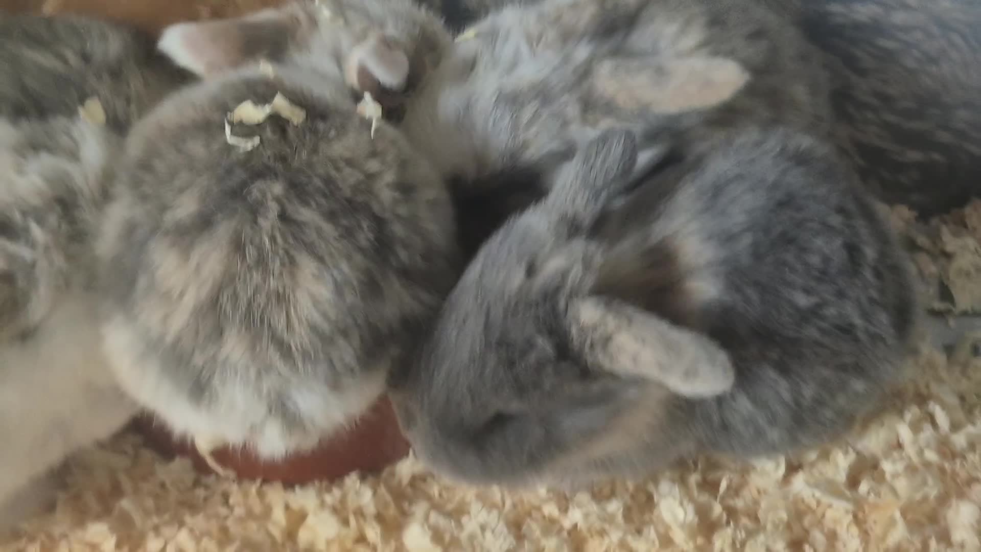 Mini Lop rabbits for sale: Beautifull  mini lops - Video 1