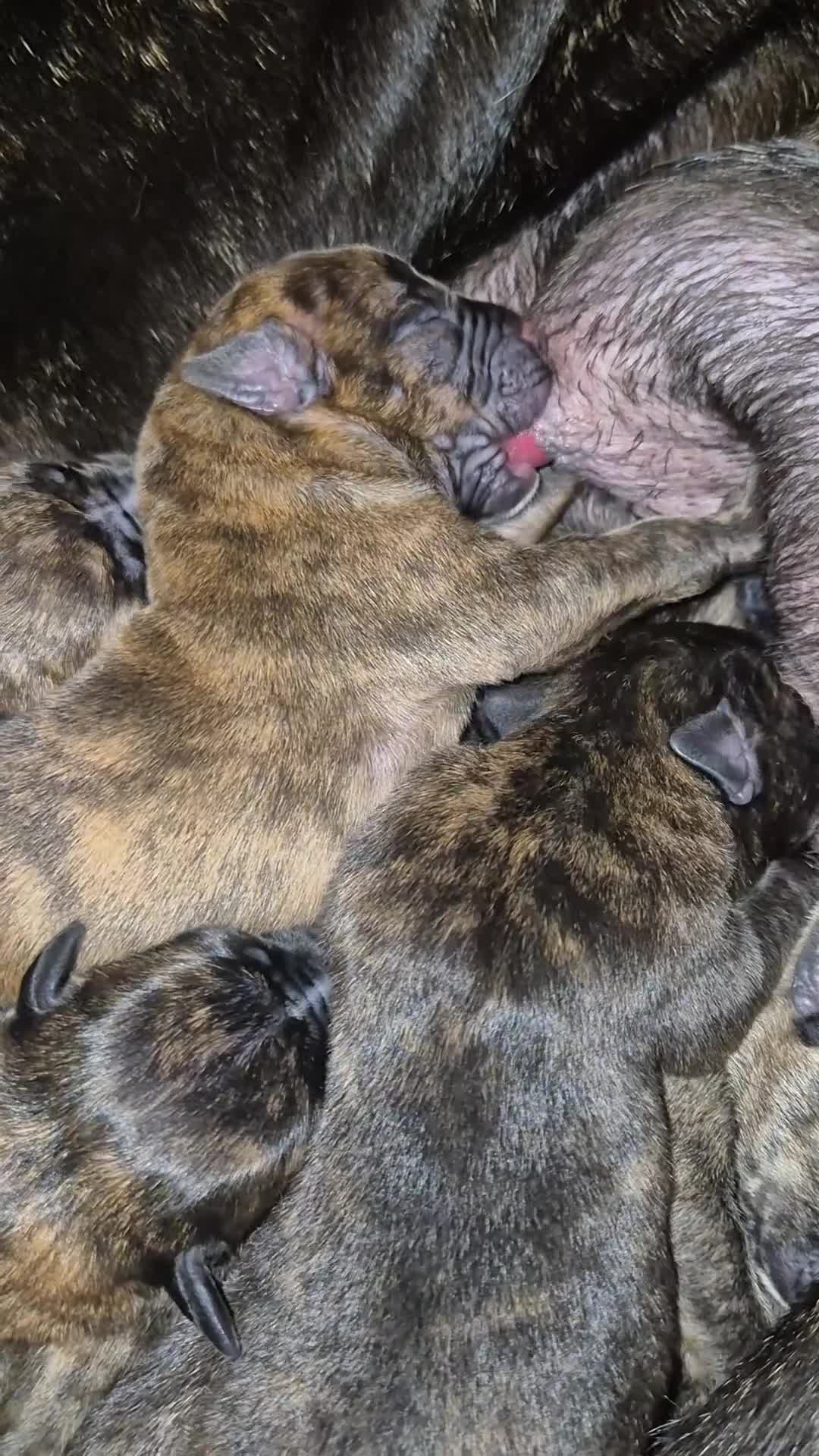 Mixed Breed dogs for sale: Beautiful Brindle Cane Corso/ Mastiff pups - Video 3