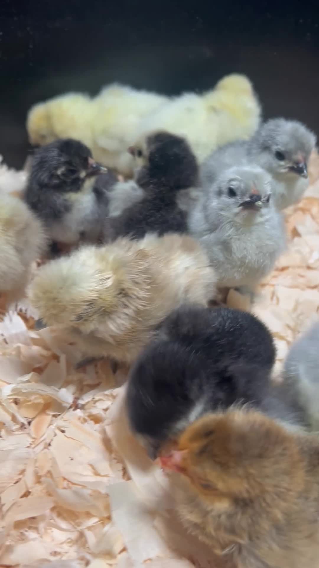 Chickens poultry for sale: Pekin & Silkie Bantam Chicks  - Video 1