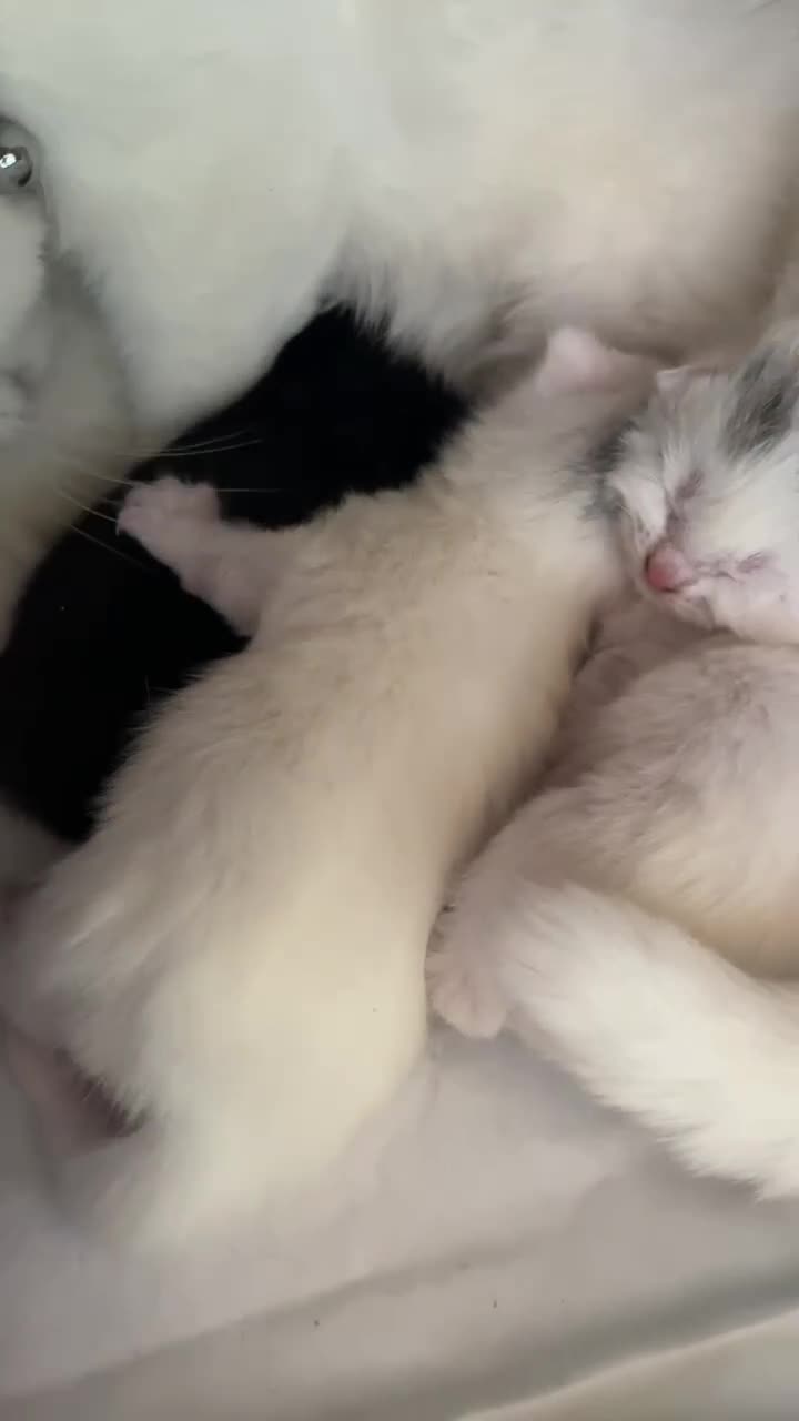 Mixed Breed cats for sale: Kittens.  in Kidderminster - Video 1